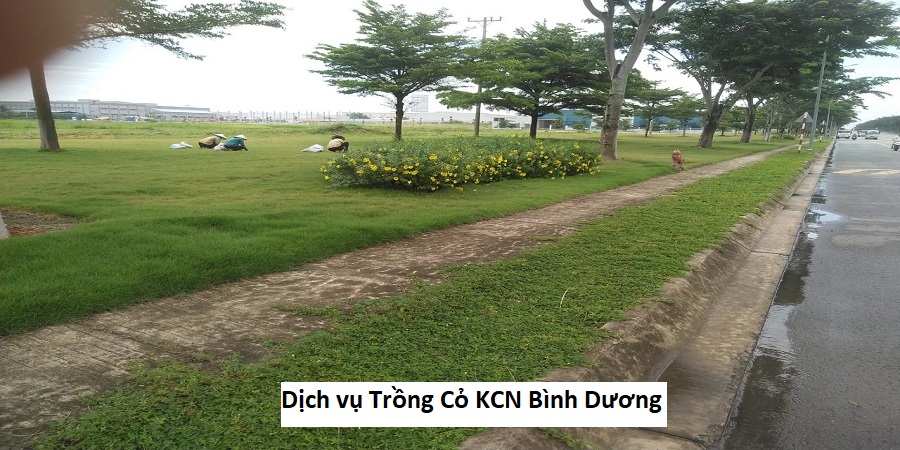 Dịch vụ Trồng Cỏ KCN Bình Dương