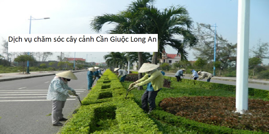 Dịch vụ chăm sóc cây cảnh Cần Giuộc Long An
