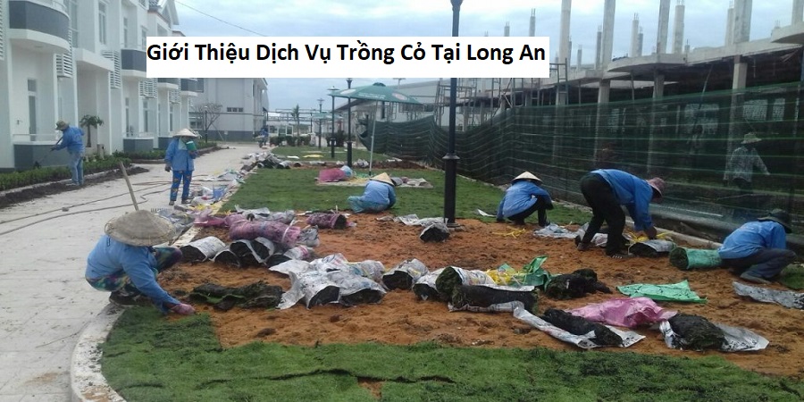 Giới Thiệu Dịch Vụ Trồng Cỏ Tại Long An