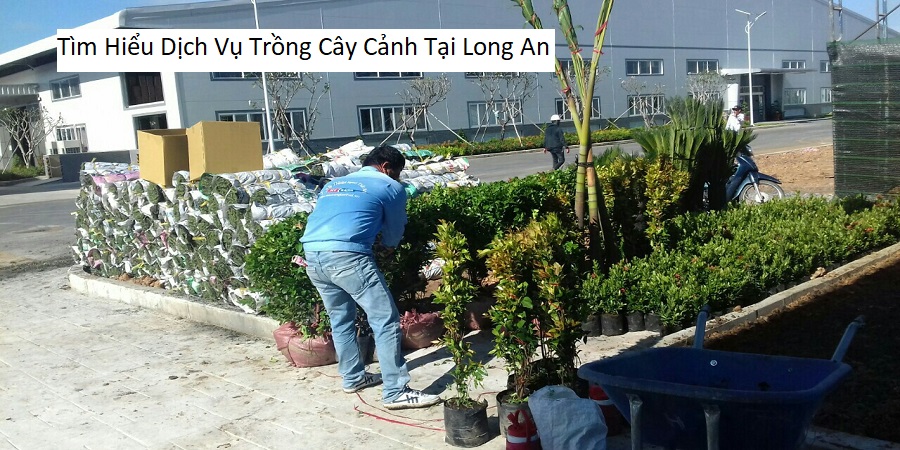 Tìm Hiểu Dịch Vụ Trồng Cây Cảnh Tại Long An