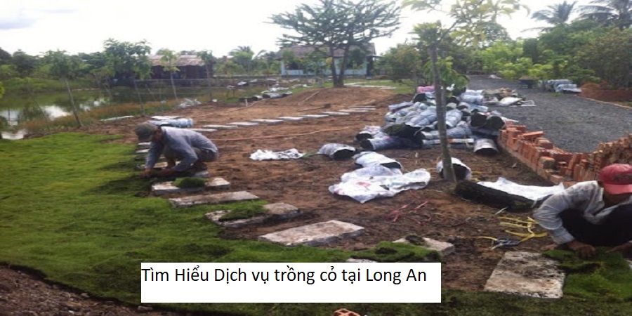 Tìm Hiểu Dịch vụ trồng cỏ tại Long An