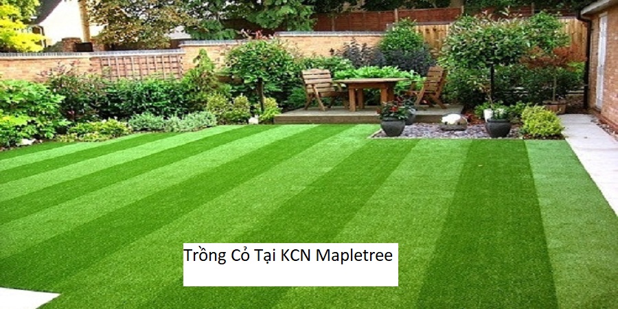 Trồng Cỏ Tại KCN Mapletree