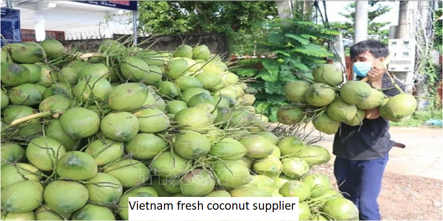 Vietnam fresh coconut supplier 