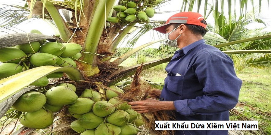 Xuất Khẩu Dừa Xiêm Việt Nam