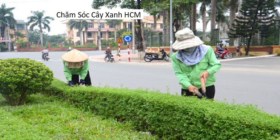 Chăm Sóc Cây Xanh HCM