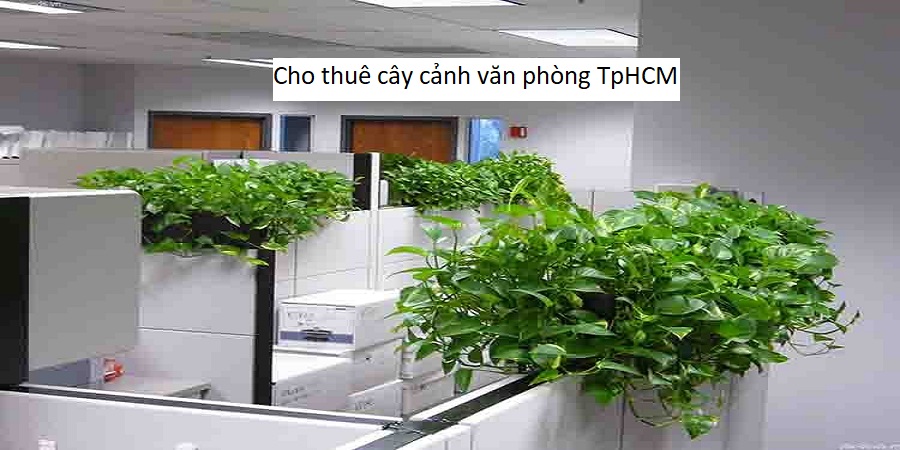 Cho thuê cây cảnh văn phòng TpHCM