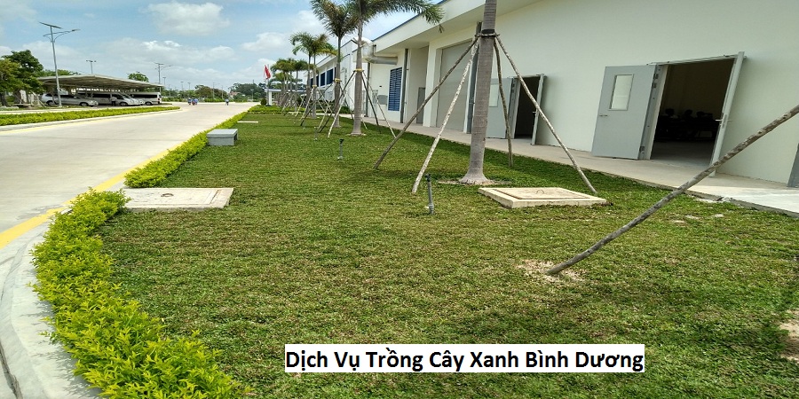 Dịch Vụ Trồng Cây Xanh Bình Dương