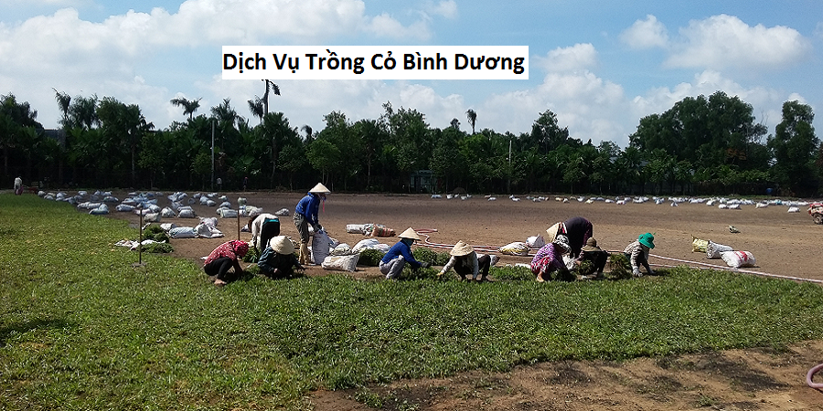 Dịch Vụ Trồng Cỏ Bình Dương