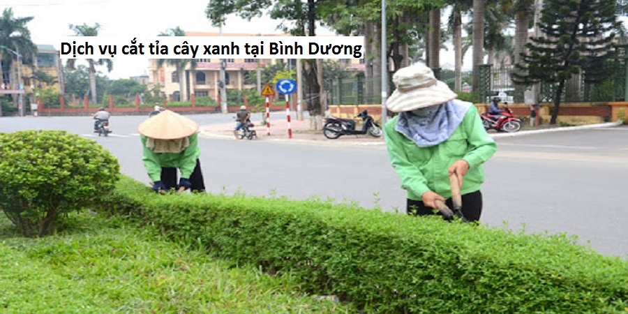 Dịch vụ cắt tỉa cây xanh tại Bình Dương