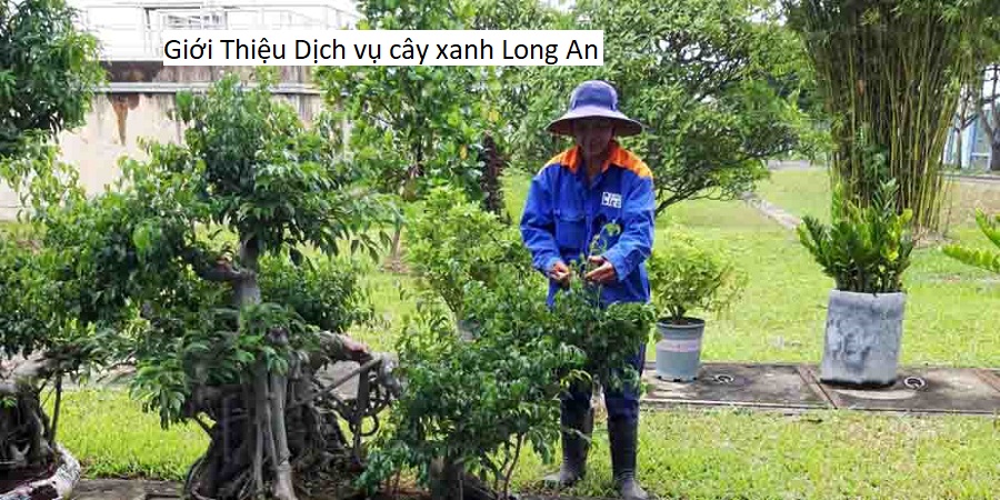 Giới Thiệu Dịch vụ cây xanh Long An