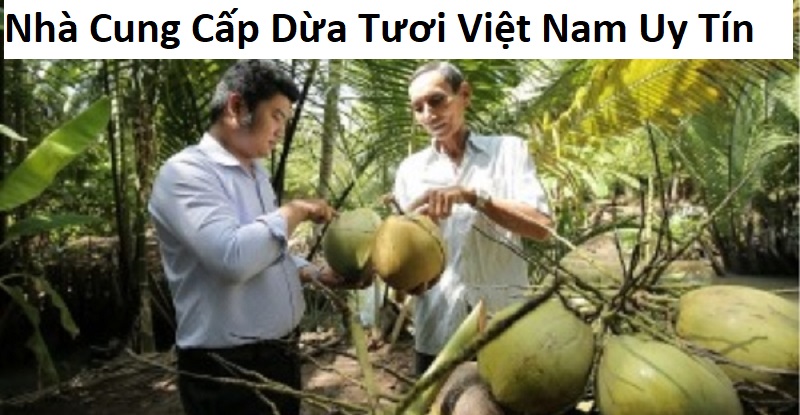 Nhà Cung Cấp Dừa Tươi Việt Nam Uy Tín