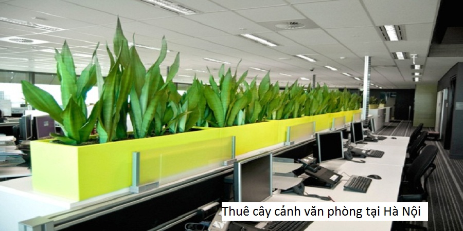 Thuê cây cảnh văn phòng tại Hà Nội 
